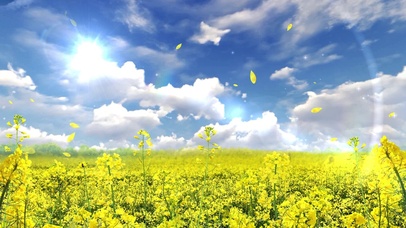 蓝天白云清新唯美油菜花动态壁纸