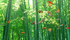 护眼鱼群