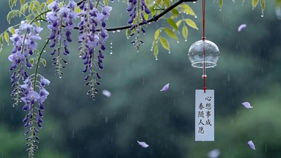 雨天树木