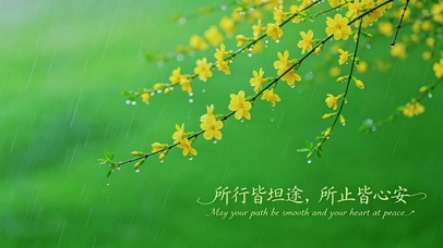 雨天迎春花