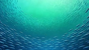 海底鱼群带鱼屏