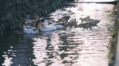 农村午后一群鸭子戏水