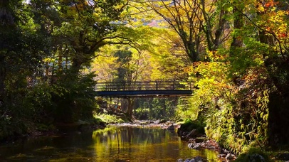 秋林溪流木桥