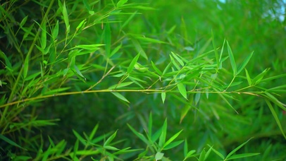 唯美竹叶意境空境