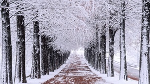 冬天雪树林