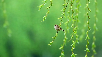 4K疗愈 雀语 闲枝听风