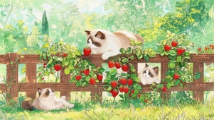 可爱猫咪
