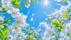 雨后清新樱花晴空