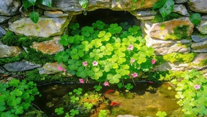 治愈三叶草小鱼