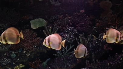 【4K水族】仿生海缸里的热带鱼