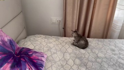 布偶猫和美短虎斑猫