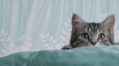 萌猫