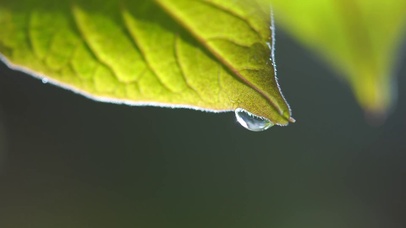 叶子露水