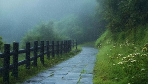 绿色山林下雨4K
