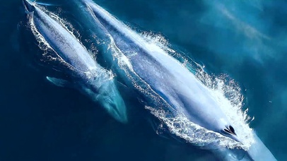 Mr.阿苗32-蓝鲸沉浮