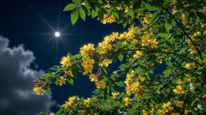 夏夜晴日雨后黄花