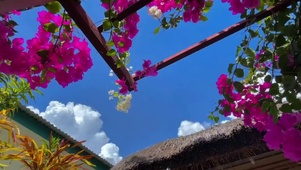 夏天的花