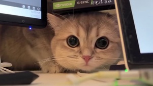 猫猫猫猫