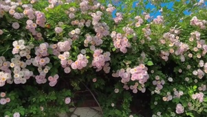 花 4K