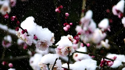 冬天雪梅