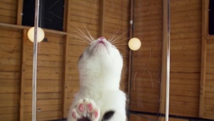 向上爬的小猫咪