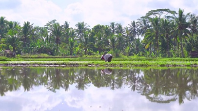 4K 高清 种植水稻幼苗