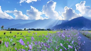 香山野花