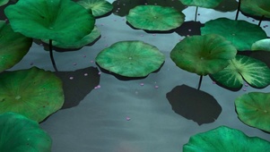 西湖荷塘美景