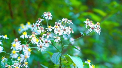 绿色植物花朵