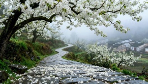 雾雨樱花古村石板步道