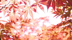 红色枫叶