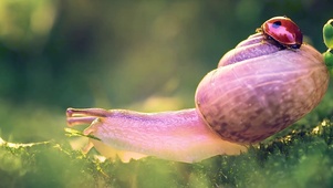 蜗牛