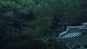 森の雨