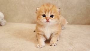 猫咪小可爱