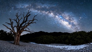 星空下的枯树绝美夜景