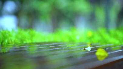 唯美秋天的雨季