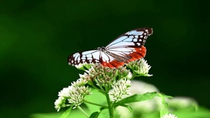 养眼花草蝴蝶