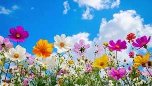 蓝天白云唯美的花花