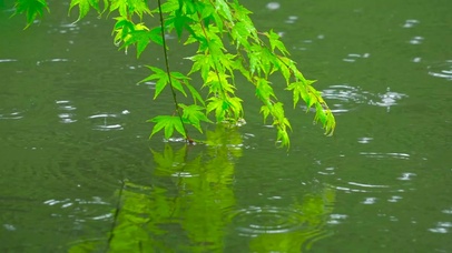雨落水面绿叶