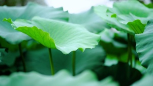 唯美荷叶上的雨滴滑落