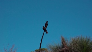 蔚蓝天空小鸟