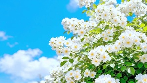 治愈蓝天小白花
