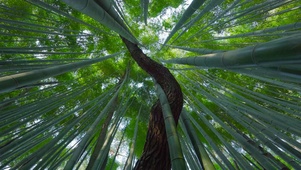仰望竹林