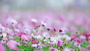 唯美鲜花