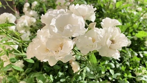 纯净白花
