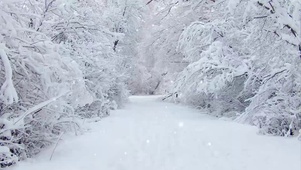 唯美雪松