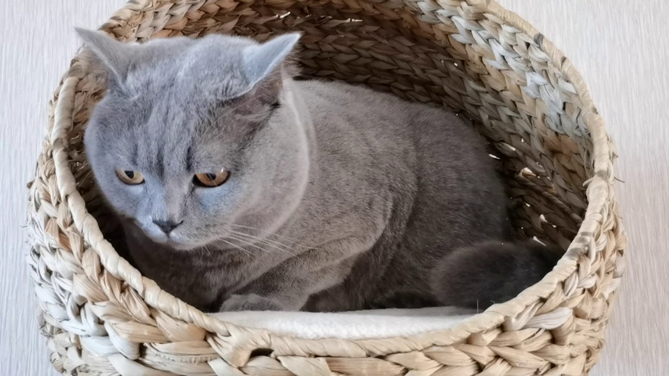 蓝灰色短毛猫趴在草编圆篮内，金棕色眼睛看向画面下方