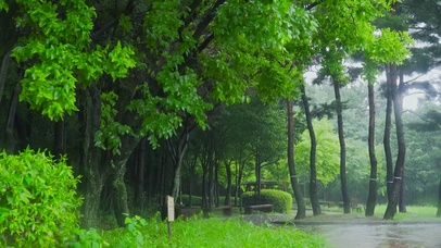 雨天公园绿树林