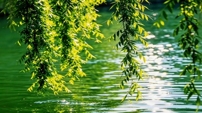 柳下漾清波