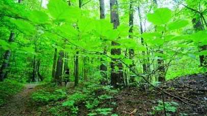 4K唯美护眼森林